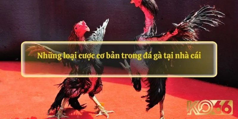 Những loại cược cơ bản trong đá gà tại nhà cái