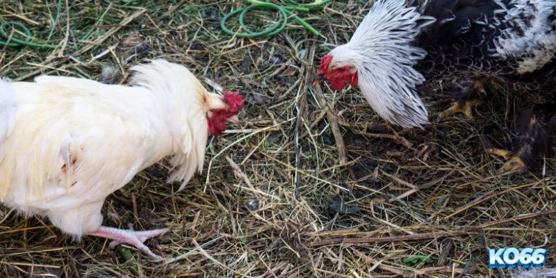 Các thuật ngữ trong đá gà liên quan đến đặt cược 